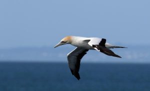 Egret flock spotted on Bellarine