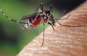 Mozzie warning