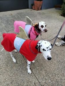 Pooches spread cheer