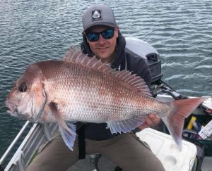 Snapper plague after lockdown