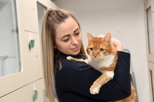 Let pets come to work: MP