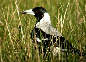 Swooping season off to a flying start