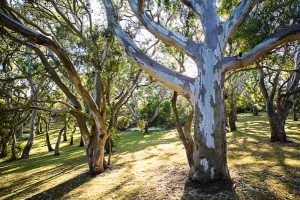 Wander around the red gums