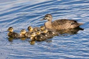 Be aware of ducklings
