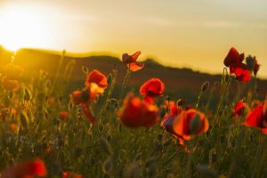 We will remember them