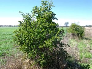 Native vegetation returning