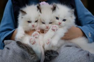 Top pet names for 2021