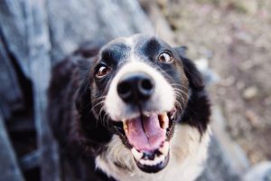 Pet emergencies to look out for this summer