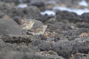 Whistlebird close encounter