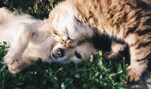 Most popular pet names for 2021