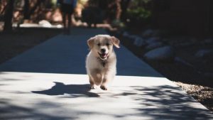 Finding your furry friends these holidays