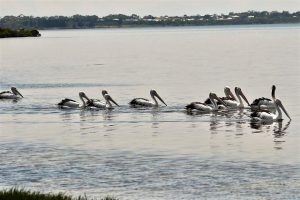Great conditions for watching birds