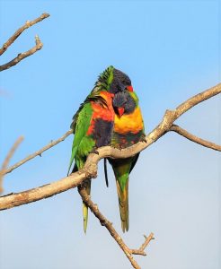 Kingfisher sighting a highlight in Bermagui