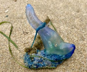 Beware of bluebottles on local beaches