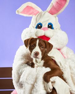 Dog owners warned of chocolate danger this Easter