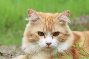 Discounts for cat desexing