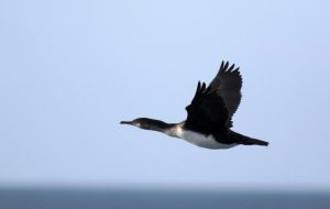 Ferry crossing rewarded