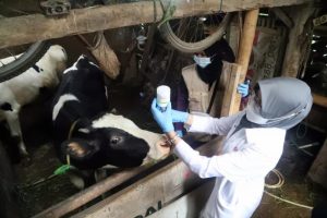 VFF extends invitation to foot-and-mouth information night