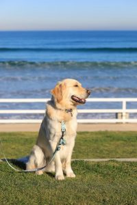 Have your say on dog beach