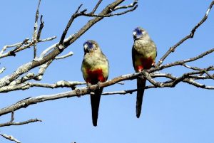 Carole to talk about Bellarine birds