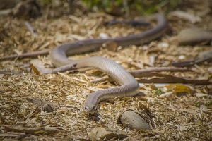 Be snake sensible this spring
