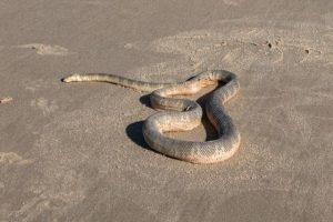 Be snake sensible this spring