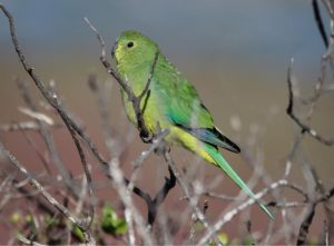 Artists rally for local birdlife