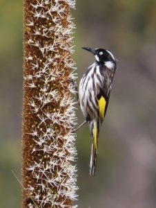 Bird have in Far North Queensland