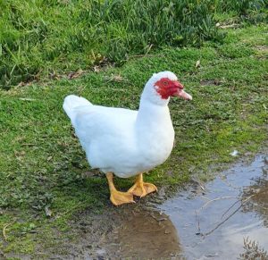Locals mourn Ned’s passing