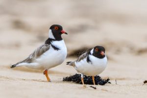 Locals asked to help vulnerable species