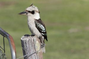 Bird surveying is a winner