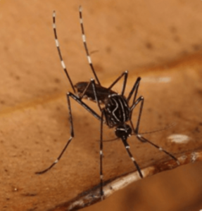 Mozzies, possums linked to ulcer