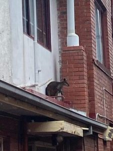 Wallaby on Pako St roof