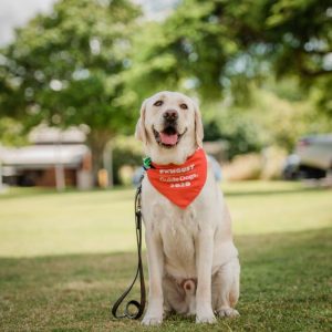 Guide dog raisers wanted