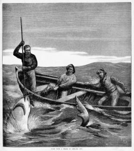 Corio Bay shark encounter