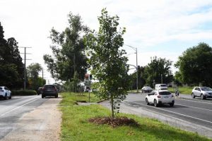 Tree policy updated