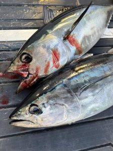 Bluefin tuna going crazy