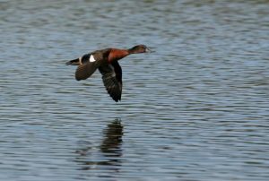 Call for end to duck hunting