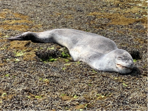 Give seals some space