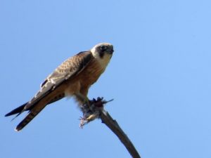 Bermagui nets 72 birds species