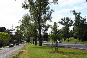 Geelong applies for Tree City status