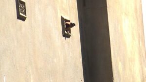 Robyn’s property proves fruitful for bird sightings