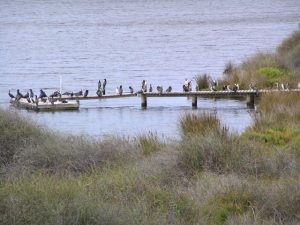 Season closes early at Lake Connewarre