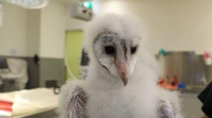 Rescued baby owls take flight
