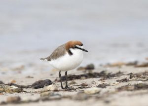 Red-capped plovers welcome funding