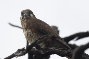 Search for robins proves successful