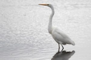 No whales, but plenty of birds