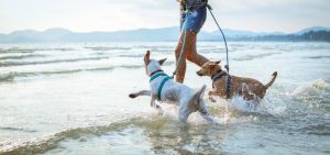 Community heard on dog control
