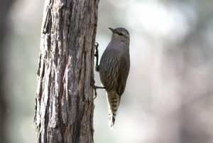 Northern border bird heaven