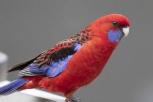 Hanging Rock proves bountiful for birds
